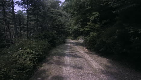 point of view shot of walking through dense forest trails, clear day