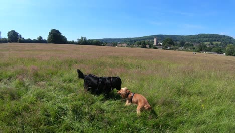 un gran recuperador negro está jugando con un pequeño show cocker spaniel en el campo de hierba alta en el campo inglés durante un caluroso día de verano