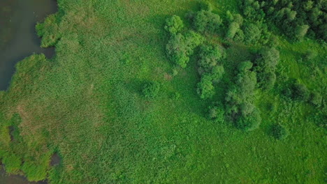 birds eye view of a grassy bankside