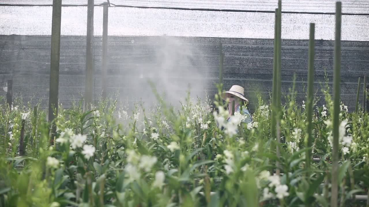 Agricoltore che spruzza fertilizzante sull'orchidea nella fattoria