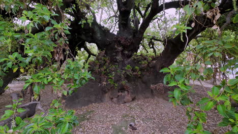 Massiver-Alter-Olivenbaum-In-Spanien,-Bewegungsansicht