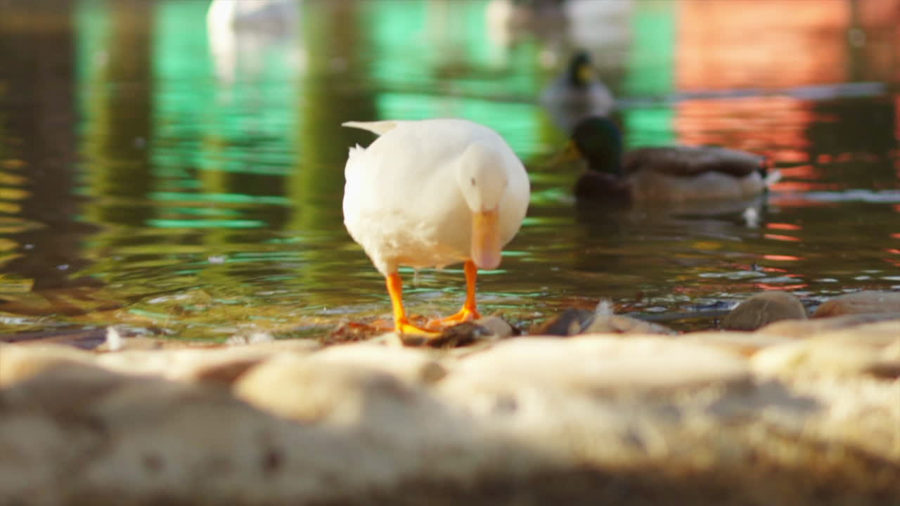 hermoso pato mallard blanco vadeando en el estanque del parque de la ciudad, cierre de cámara lenta