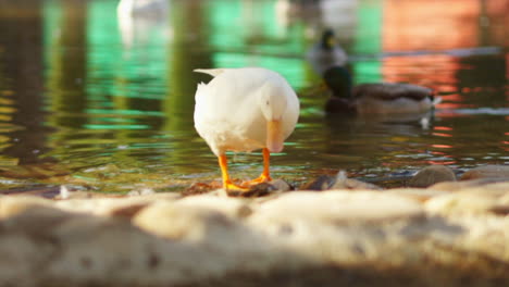 beautiful white mallard duck wading in city park pond, slow motion closeup