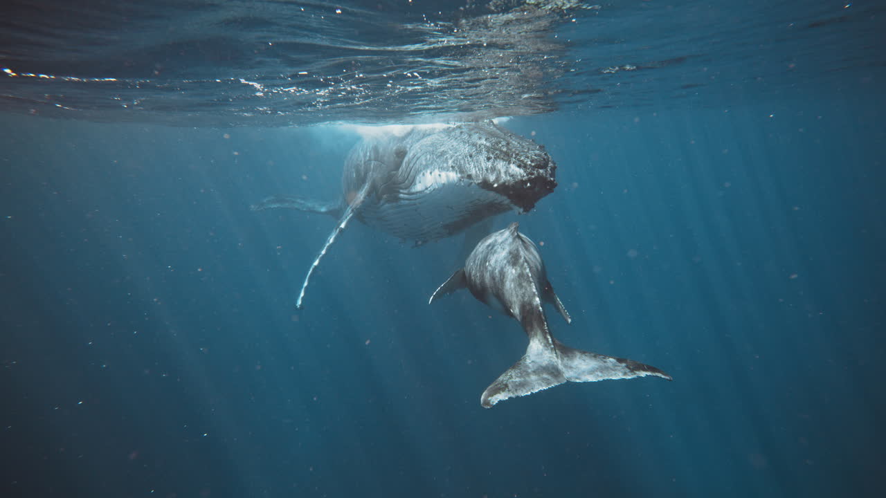 Humpback Whale Mother and Calf Underwater