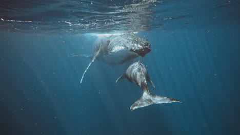 humpback whale mother and calf underwater