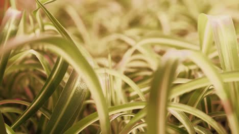un primer plano panorámico que muestra las plantas variadas de la araña
