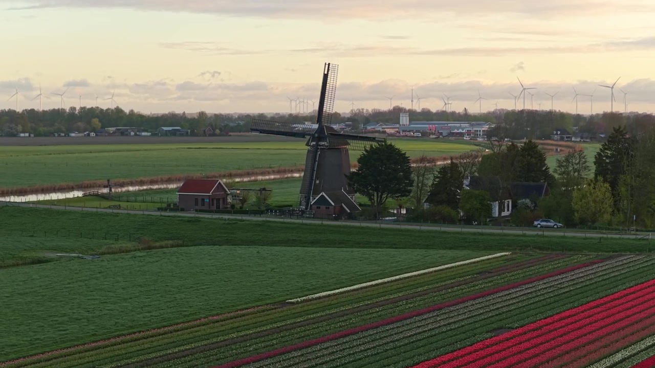 Mulino a vento olandese che domina bellissimi campi di tulipani al tramonto
