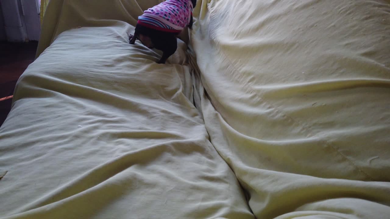 귀여운 미니 핀 핀처 개는 노란 소파에 뛰어들어 구을 고 재미있는 집 애완동물 행복한 작은 동물은 분홍색 스웨터를 입고 있습니다.