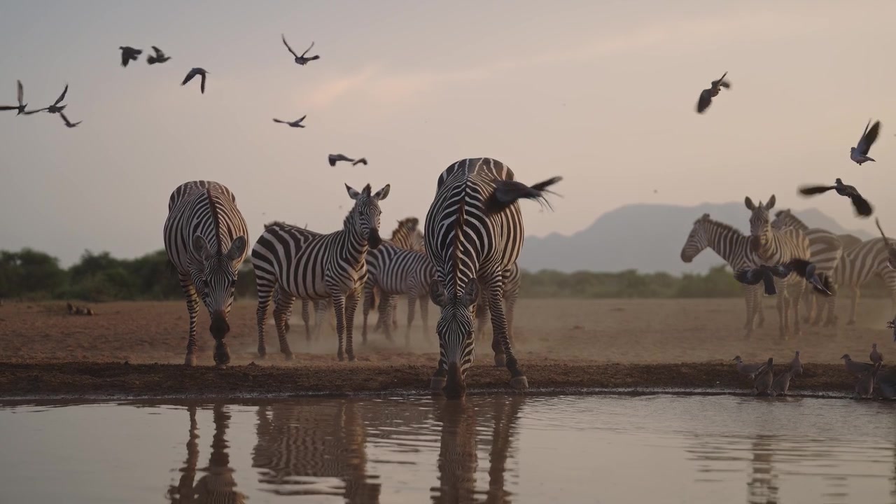 Slow Motion Amazing Wildlife Scene with African Safari Animals at Sunset with Zebra, Eland and Birds Flying in Flight in Kenya in Africa, Abundance of Wildlife Together Showing Biodiversity Thriving.