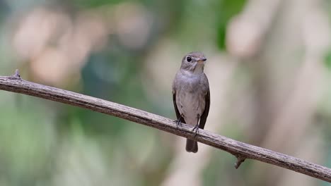 el papamoscas marrón asiático es un pequeño pájaro paseriforme que se reproduce en japón, himalaya y siberia