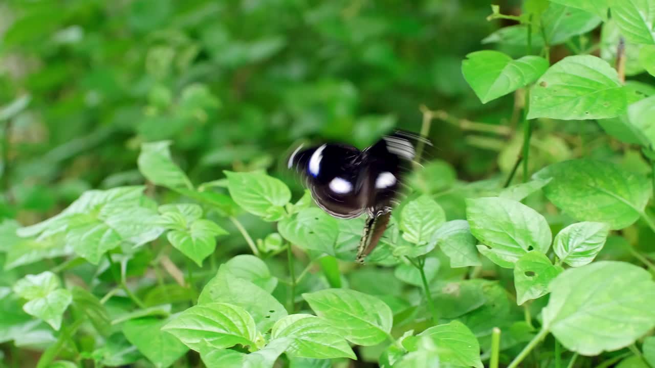 mariposa negra sobre hojas verdes en la naturaleza del jardín