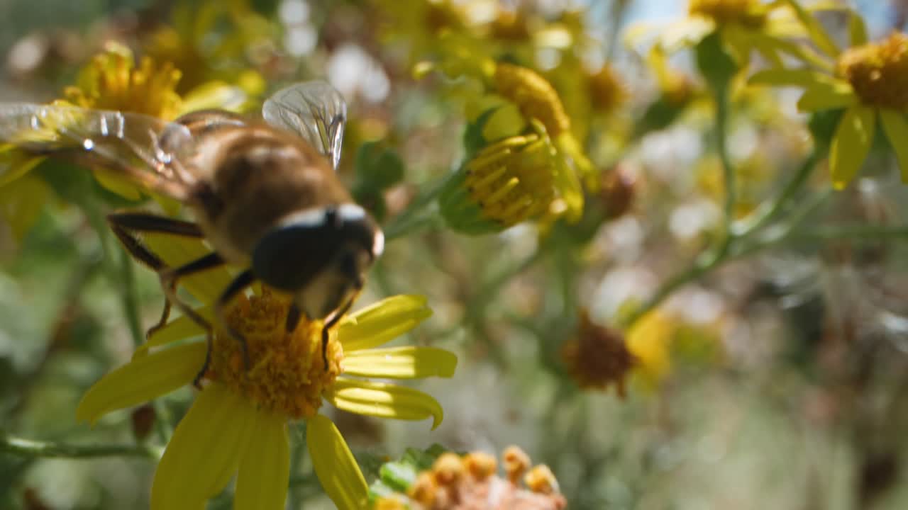 Hoverfly em uma flor amarela