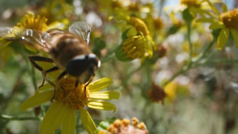 hoverfly on a yellow flower