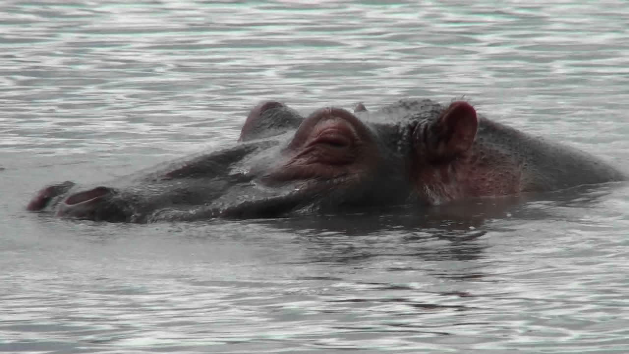 un hipopótamo se asoma fuera del agua en un río en áfrica
