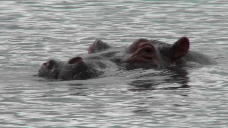 a hippo peers out of the water in a river in africa