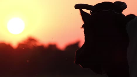 Silhouette of a Cow at a Bright Yellow Sunset Silhouette of a Cow at a Bright Yellow Sunset Livestock on the Farm Agriculture