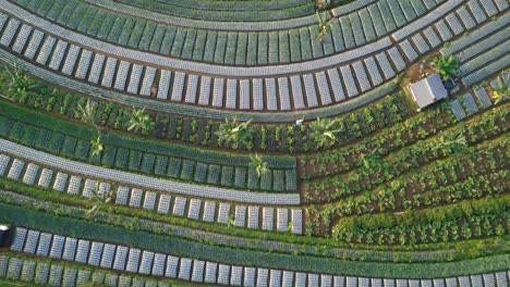 farmer working in vegetable plantation during daytime in asia,ascending top view