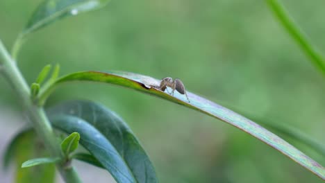 jumping spider spotted lacewing on a lush foliage in rainforest