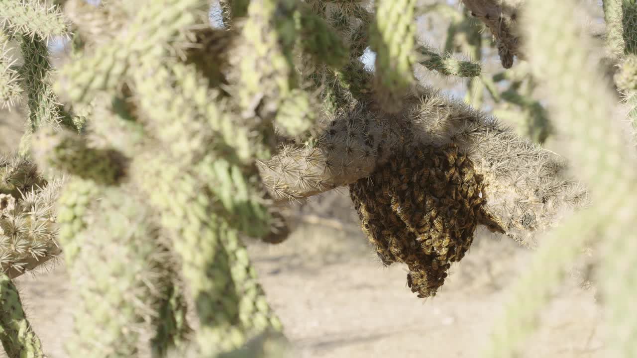 enjambre de abejas africanizadas que envuelven la colmena hacia abajo colgando de un racimo de cactos saguaro en el desierto de sonora - tiro medio largo