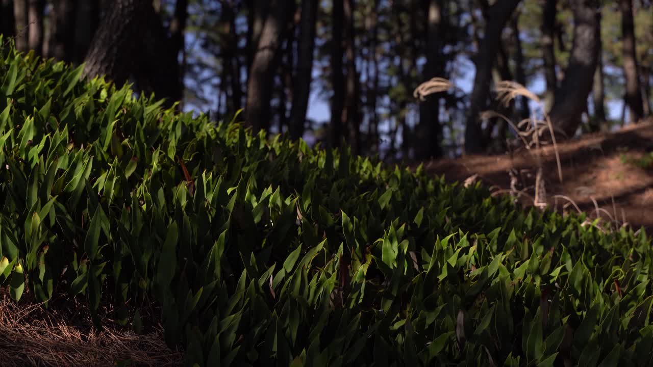 Bella vista ravvicinata di piccole piante verdi che ondeggiano lentamente nel vento della foresta