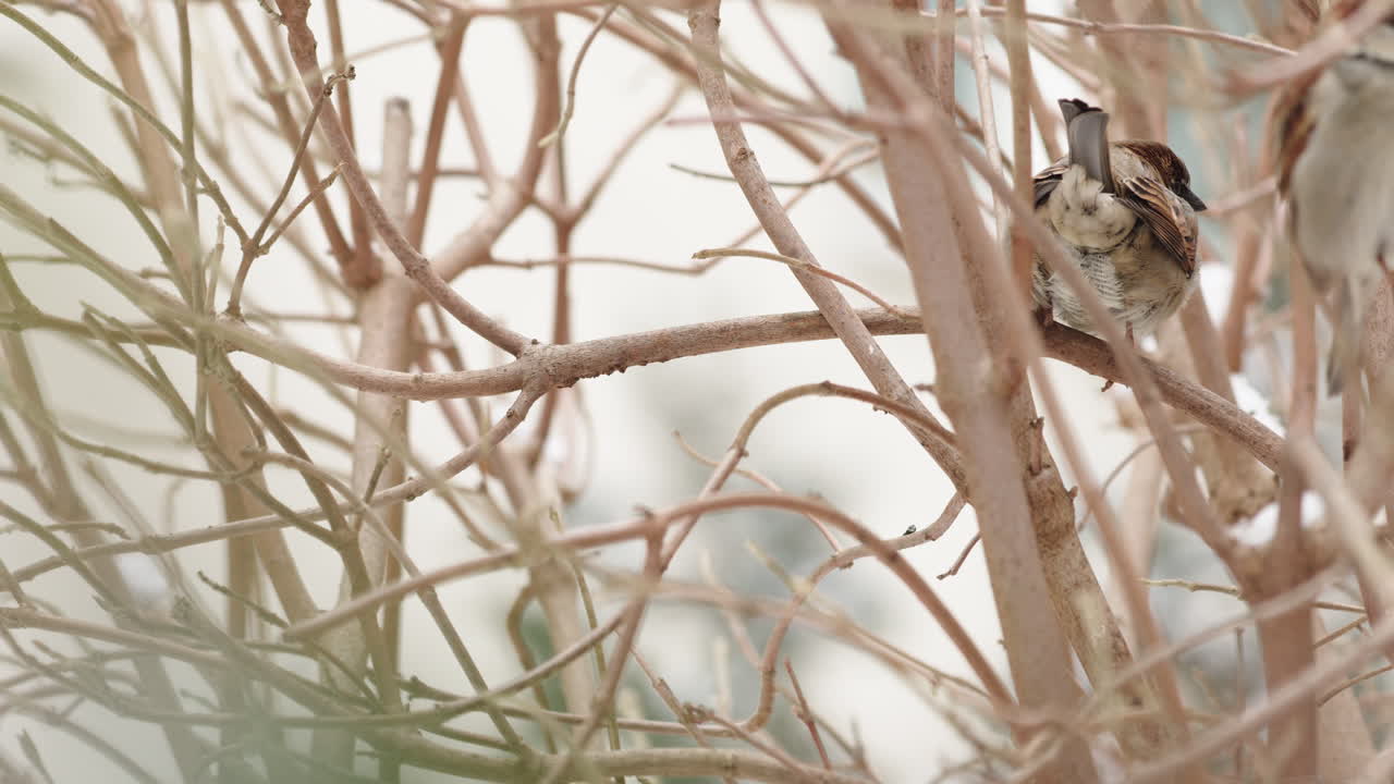 House sparrows in leafless tree in winter with snow falling