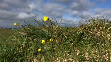 flores amarillas flotando y soplando en la brisa fresca de la mañana de primavera contra un cielo nublado durante el día