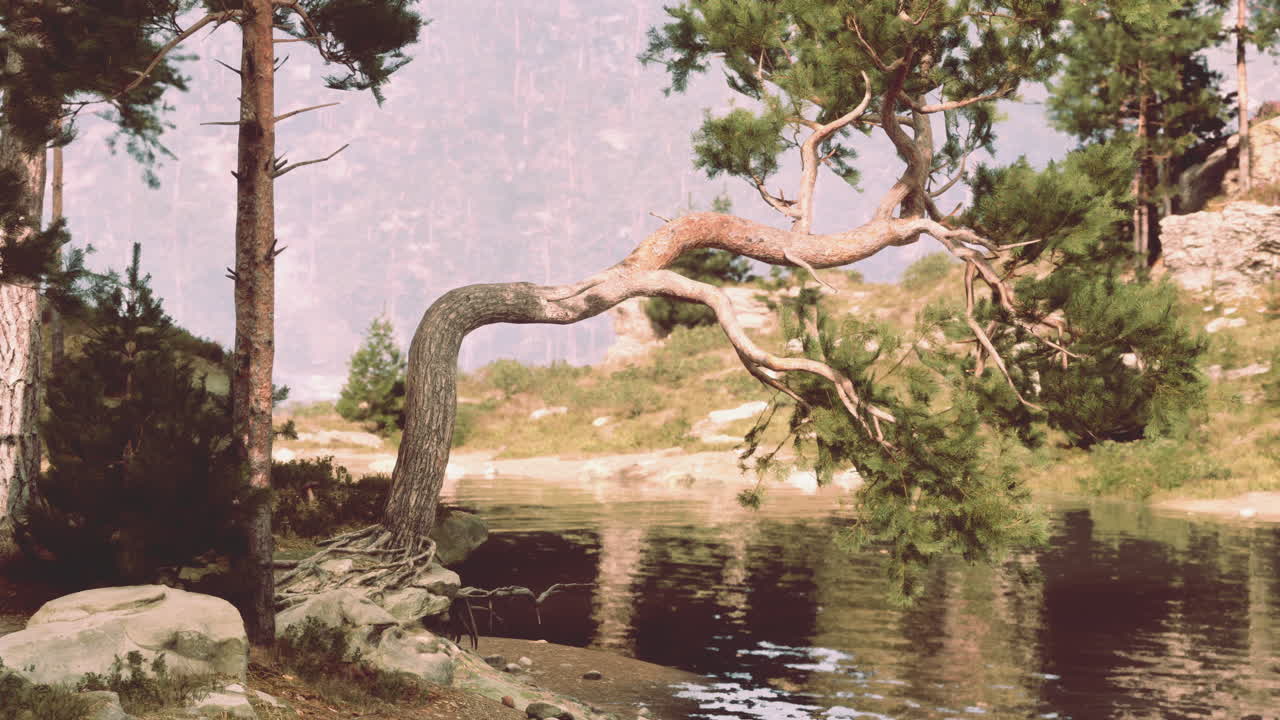 hermoso pino sobre un lago de montaña