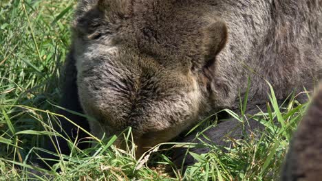 Grizzly-Bear-Chewing-Grass-On-A-Sunny-Field