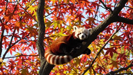 red panda in autumn leaves