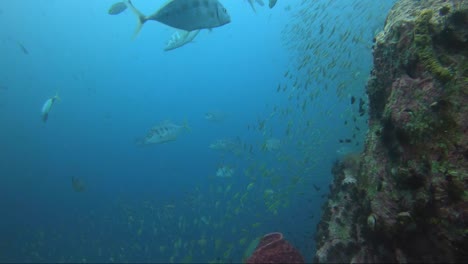 Trevali-Jagen-Fische-Entlang-Der-Korallenriffwand
