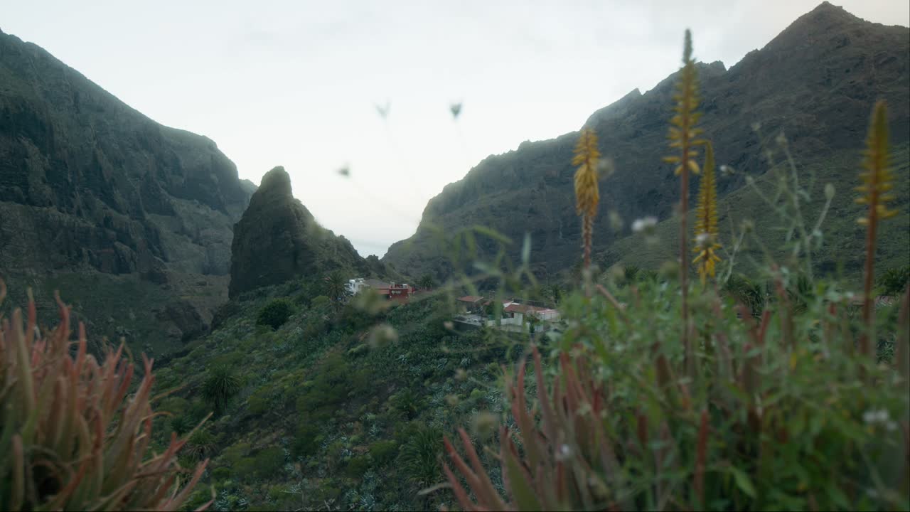 테네리페의 꽃이 피는 식물 뒤에 드러난 해적 마스카 마을, 느린 파노라마, 봄에 카나리아 섬
