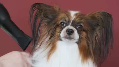el perro papillon después de un baño de secado mediante el uso de secador de aire soplado, disfruta de un aire caliente durante el secado de su pelo de pelaje. mascota en el salón de aseo.