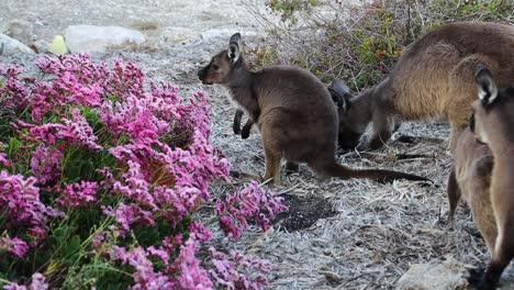 A-mob-of-kangaroos-sit-quietly-eating-in-a-garden,-with-a-joey-as-the-main-focus