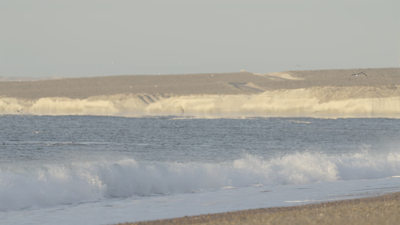 Southern right whale swimming near the ocean coastline during windy weather, Península Valdés, Puerto Madryn, Chubut Province, Argentina