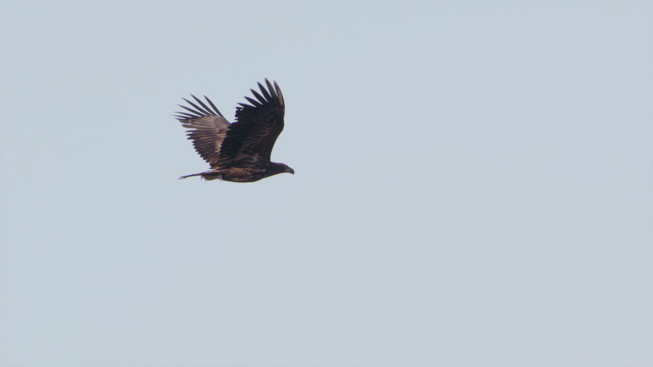 Aquila di mare codabianca che vola in Svezia, ripresa al rallentatore