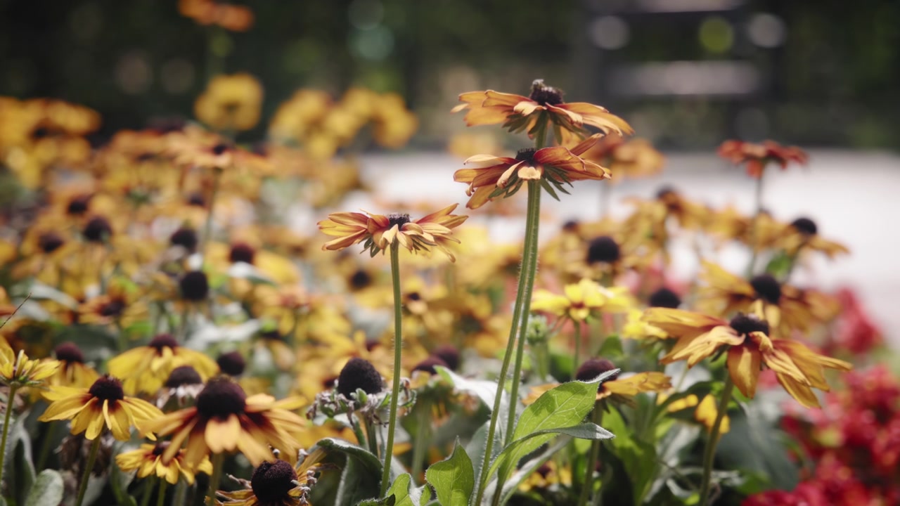 Fiori di Rudbeckia vivaci