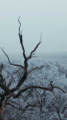 snow covered trees. white forest in winter. old black tree stands among white trees covered with snow. beautiful nature in winter. aerial view. vertical video