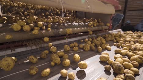 la cosecha de patatas, las patatas avanzando en la cinta de cribado en cámara lenta.