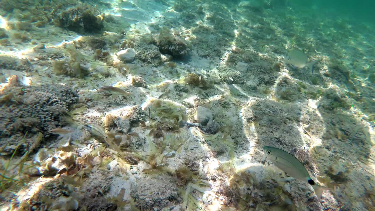 스페인, 마요르카, 칼라 산트 조르디, 이슬라 카브레라