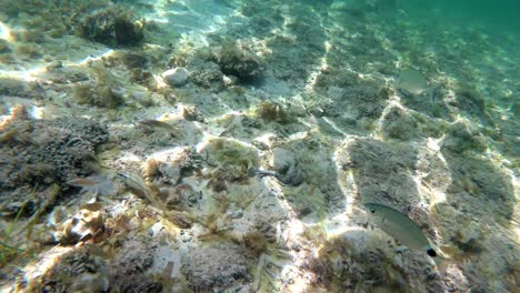 españa, mallorca, cala sant jordi e isla cabrera