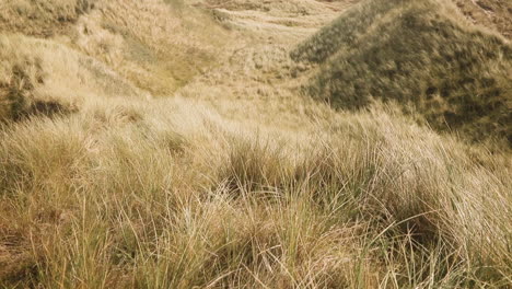 Scenic-view-on-dune-landscape-with-dune-grass-at-the-atlantic-coastline-in-Denmark