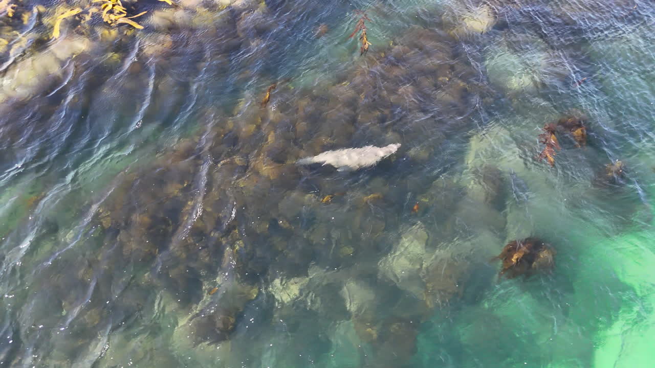 Drone footage of an american sea lions; Otaria flavescens; that are swimming in the ocean, Falkland Islands