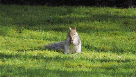 squirrel digging in green grass finds a nut then jumps away day time sunny uk north london borehamwood