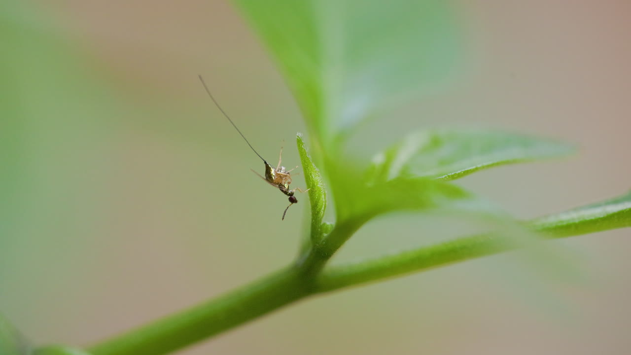 Macro di una piccola vespa metallica che pulisce meticolosamente il suo lungo ovopositore su una foglia vibrante all'alba.