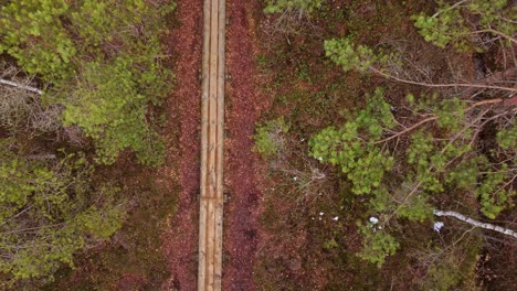 Ein-Blick-Aus-Der-Vogelperspektive-Auf-Einen-Ruhigen-Waldweg-Im-Herbst