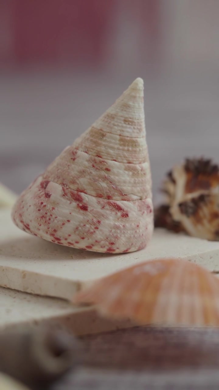 Close-up of Seashells on Stone Tiles