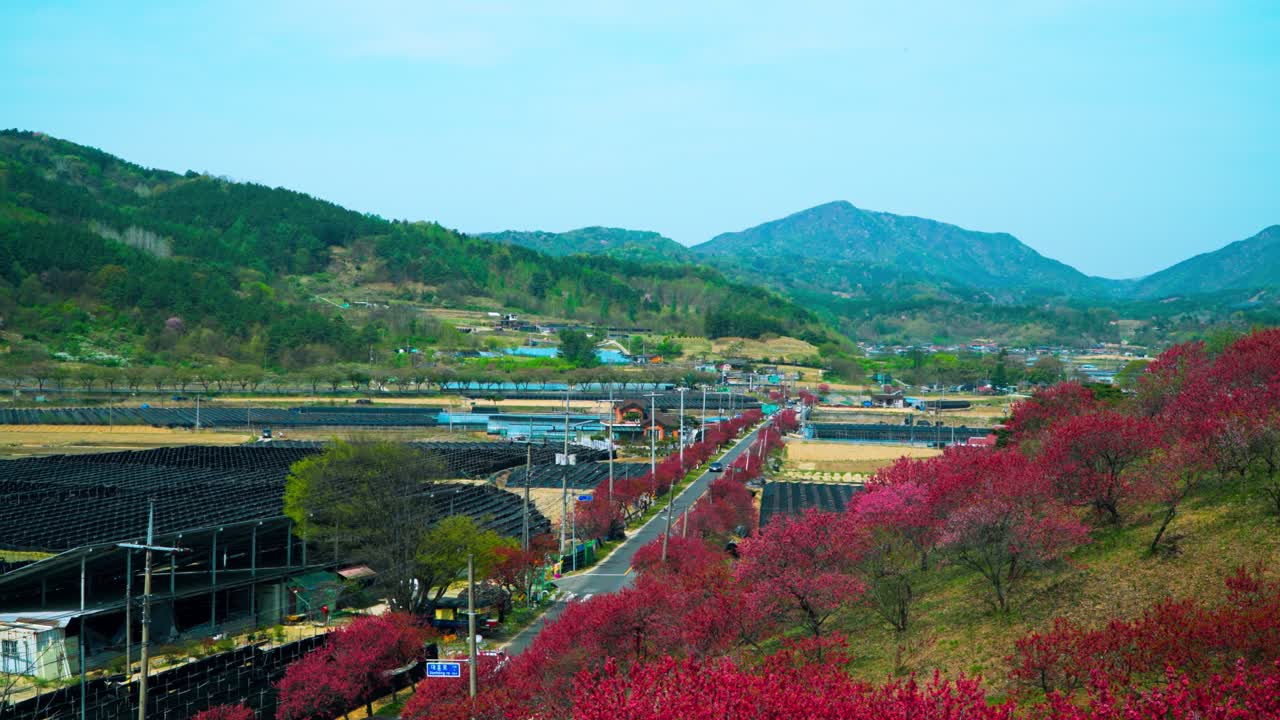 Paesaggio panoramico della Love Flower Road con alberi di pesco rossi in fiore, sullo sfondo di rigogliose montagne verdi e una valle rurale nel villaggio di Geumsan Hongdo, Corea del Sud