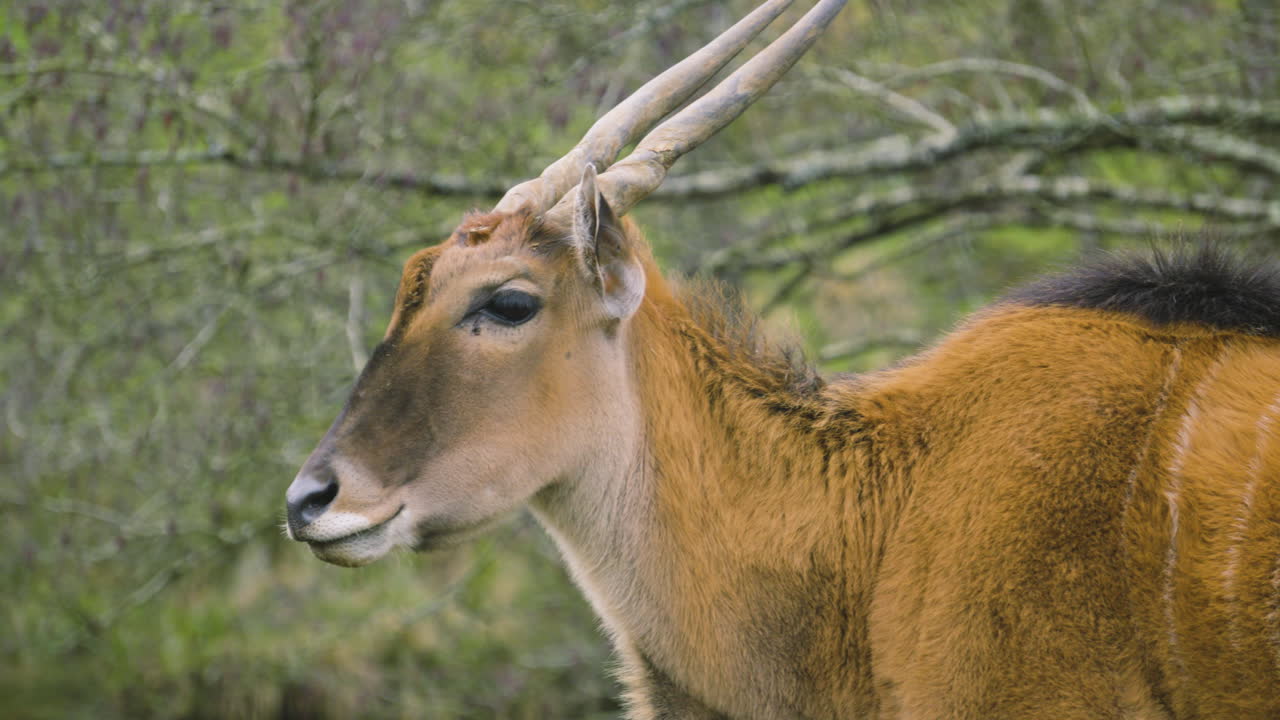 Carrellata in movimento di un eland con corna dritte e alberi sullo sfondo. Clip di fauna selvatica di un erbivoro.