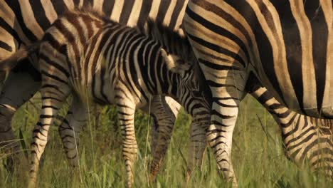 cebra bebé mamando leche detrás de la madre y sacudiendo la melena en la hora dorada