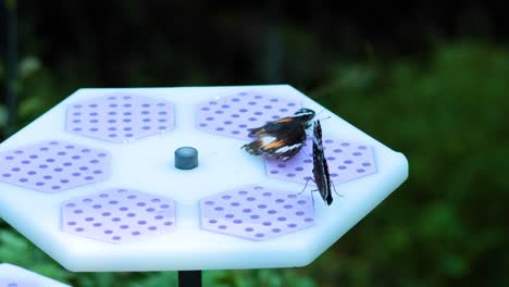 butterflies on a platform in a zoo exhibit